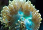 Photo Elegance Coral, Wonder Coral, yellow 