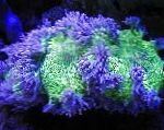 Photo Elegance Coral, Wonder Coral, purple 