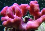 Photo Finger Coral, pink 