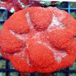 Photo Symphyllia Coral, red 