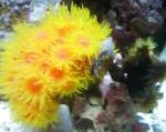 Photo Sun-Flower Coral Orange, yellow 