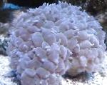 Photo Pearl Coral, light blue 