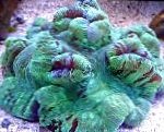 Brain Dome Coral