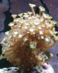 Photo Alveopora Coral, brown 