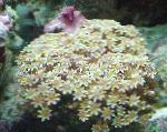 Photo Organ Pipe Coral, yellow 