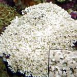 Photo Organ Pipe Coral, white 