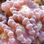 Photo Torch Coral (Candycane Coral, Trumpet Coral), pink 