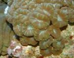Photo Torch Coral (Candycane Coral, Trumpet Coral), brown 