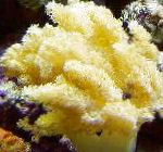 Photo Colt Mushroom (Sea Fingers), yellow 