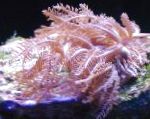 Photo Waving-Hand Coral, pink clavularia