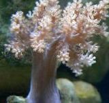 Photo Tree Soft Coral (Kenya Tree Coral), pink 