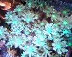 Photo Clove Polipes, light blue clavularia