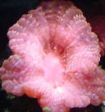 Photo Owl Eye Coral (Button Coral), pink 