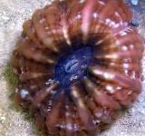 Photo Owl Eye Coral (Button Coral), brown 