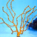 Photo Finger Gorgonia (Finger Sea Fan), yellow 