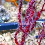 Photo Finger Gorgonia (Finger Sea Fan), red 