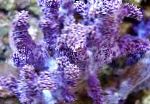 Photo Lemnalia Cauliflower, purple 