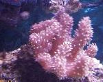 Photo Finger Leather Coral (Devil's Hand Coral), purple 