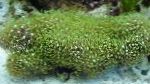 Photo Green Star Polyp, green clavularia