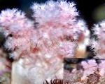 Photo Flower Tree Coral  (Broccoli Coral), pink 