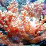Photo Flower Tree Coral  (Broccoli Coral), red 