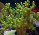 Photo Sinularia Finger Leather Coral, green 