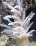Photo Christmas Tree Coral (Medusa Coral), white 