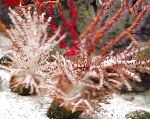 Photo Christmas Tree Coral (Medusa Coral), brown 