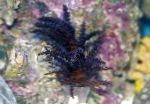 Photo Christmas Tree Coral (Medusa Coral), black 
