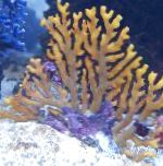 Photo Lace Stick Coral, brown hydroid