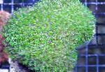 Photo Star Coral (Crystal Coral), green 