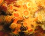 Photo Golden Zoanthid, yellow polyp