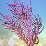 Photo Purple Brush Gorgonian, purple sea fans
