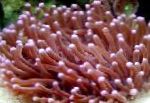 Photo Large-Tentacled Plate Coral (Anemone Mushroom Coral), brown 