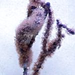 Photo Knobby Sea Rod, purple 