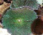 Photo Rhodactis, green mushroom