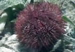 Photo Pincushion Urchin, purple 