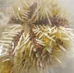 Photo Pincushion Urchin, yellow 