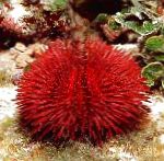 Photo Pincushion Urchin, red 