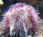 Photo Bicoloured Sea Urchin (Red Sea Urchin), green 