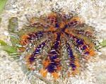 Photo Collector Sea Urchins (Sea Eggs), green 