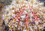 Poison Urchin (Flower Urchins)