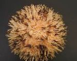 Photo Purple Short Spine Pincushion Urchin, brown 
