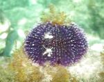 Photo Purple Sea Urchin, purple 