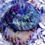Photo Astraea Turbo Snail (Astraea Conehead Snail), grey clams
