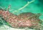 Photo The Sea Hare, brown clams