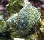 Photo Turbo Snails, grey clams
