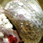 Photo Margarita Snail, white clams