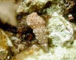 Photo Cerith Snail, light blue clams