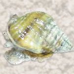 Photo Nassarius Snail, white clams